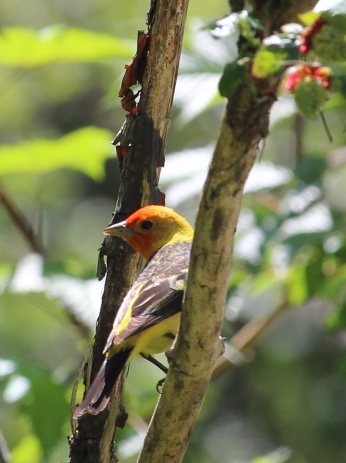 Western tanager. This is not about that.